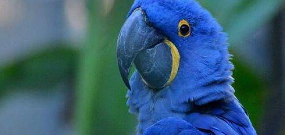 Czego oczekiwać od swojej papugi